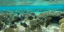 Whitebar surgeonfish and convict tangs with coral at Minerva Reef